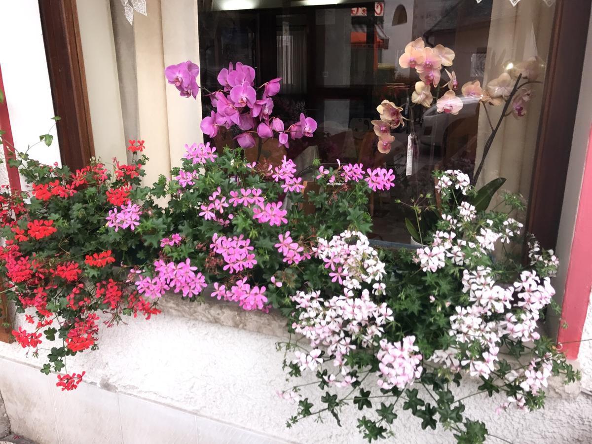 אלגה Hotel Alle Alpi מראה חיצוני תמונה